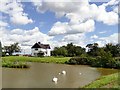 Swans on the lake at Clayworth Woodhouse