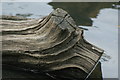 TQ4095 : View of a log in the lake at Connaught Water by Robert Lamb