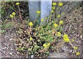 Reflexed stonecrop at old gasworks site, Love Lane