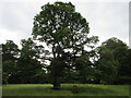 The Oak Tree