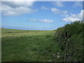 Grazing and stone wall, Lizard