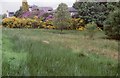 Wetland beside Milngavie Golf Club clubhouse