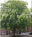 An urban horse chestnut tree in bloom