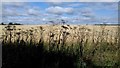 Golden corn and clouds