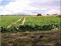 TG2404 : Sugar beet crop field beside the Boudica's Way by Evelyn Simak