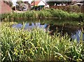 The village pond in Surlingham