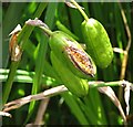 Yellow iris (Iris pseudacorus) - seed pods