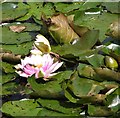 Water lilies