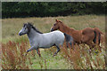 SX5973 : West Devon : Horses by Lewis Clarke