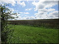 Bean field near Beauworth