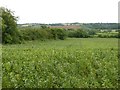 Bean field at Kirk Hallam