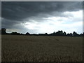 Cereal crop north west of Moreton