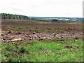 NY9760 : Felled area, Dipton Wood by Andrew Curtis