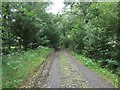 Forest track and bridleway