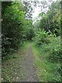 Woodland bridleway