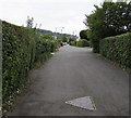 Hedge-lined Poplars Road, Mardy