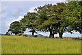 Bennachie peeps through an old tree line