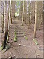 Steps through the wood