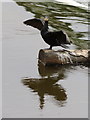 SJ4065 : Cormorant on a log in the River Dee by John S Turner