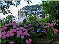 Hydrangeas at the edge of St Helena Churchyard in Helland