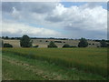 Crop field near Cobbin