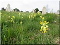 Cowslips, Mount Joy Cemetery, Carisbrooke