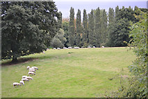 SP3065 : Sheep at Jephson's Farm, Myton, Warwick by Robin Stott