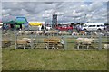 Tockwith Show: Sheep pens