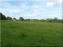 SY1491 : Open field on Buckley Plain by Richard Law