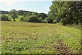 SY0286 : Grass field by Woodbury Wood by Derek Harper