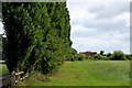 Line of Poplars at Sugar Hill Farm