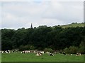 Cattle grazing