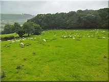SJ2136 : Llwynmawr, sheep grazing by Mike Faherty