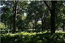 TQ2071 : Woodland near Ladderstile Gate, Richmond Park by Mike Pennington