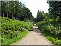 Forest path, Shutcastle Inclosure