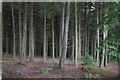 SO3374 : Mature conifers, Bucknell Wood by Richard Webb