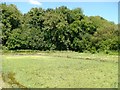 West Lea watercress beds