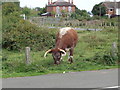 English Longhorn at Hartlebury Common