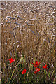 TQ4363 : Poppies and wheat, north of the London Loop by Christopher Hilton