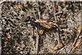 A sand wasp Ammophila sp., Chobham Common