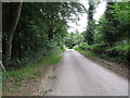 The descending Mountain Road at Ballyherly Wood