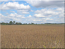 TL5357 : Field beans and Little Wilbraham windmill by John Sutton