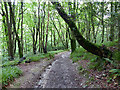 Climbing through Colvithick Wood