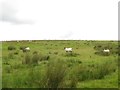  : Sheep grazing near West Highridge by Graham Robson