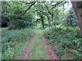 Forest track on Hoads Common