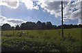 Pasture by Hampden Road near Great Kingshill