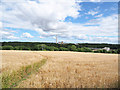 Permissive path through barley field