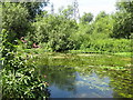 The River Colne west of Longbridge Way (2)