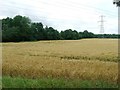 Wheat And Powerlines