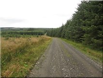 NY7479 : Forest track, Wark Forest by Graham Robson